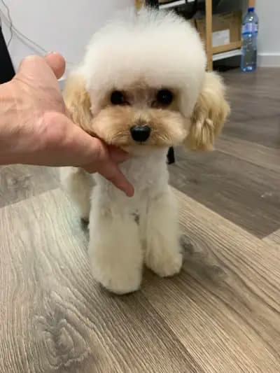 Груминг салон El Caniche