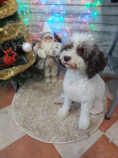 Груминг салон "Fashion dogs"