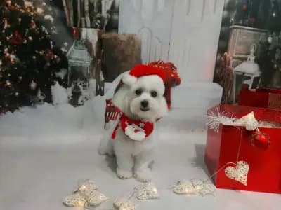 Груминг салон "Fashion dogs"