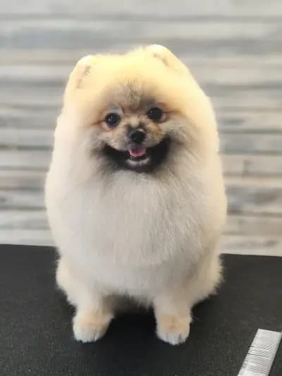 Груминг салон "Fashion dogs"