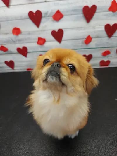 Груминг салон "Fashion dogs"