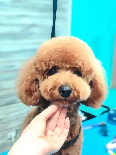 Груминг салон "Fashion dogs"