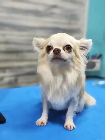 Груминг салон "Fashion dogs"