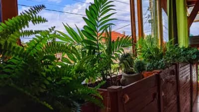 Китайски ресторант Оазис