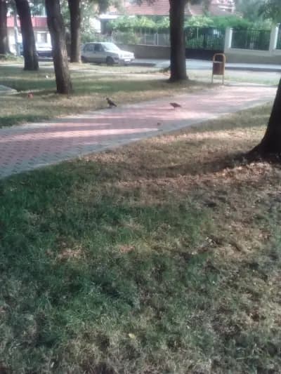 „Янков Комерс” ЕООД
