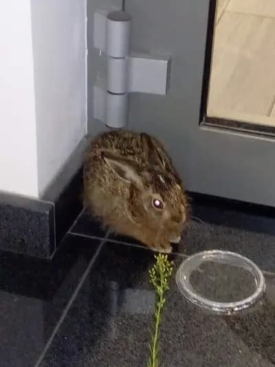 Мултивак България ЕООД