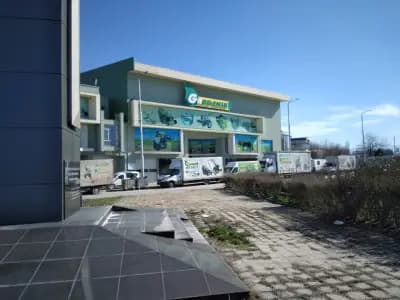 Гардения Антана