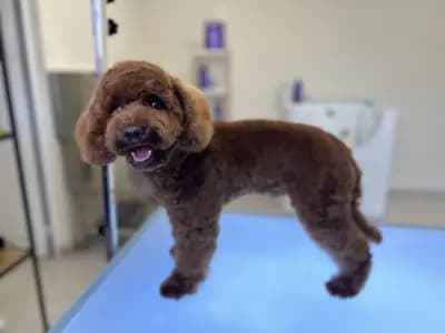 Груминг салон /спа /хотел: Pet Land “Grooming & Spa Hotel”