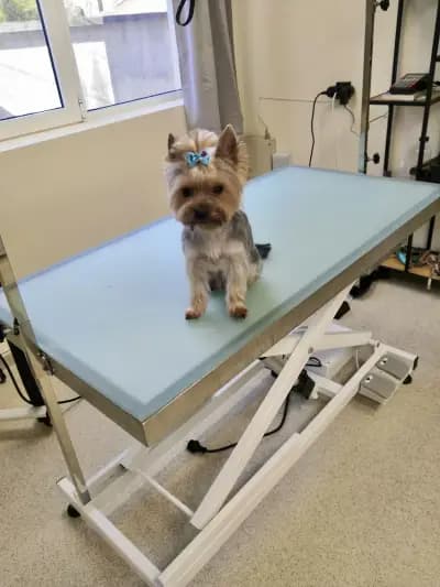 Груминг салон /спа /хотел: Pet Land “Grooming & Spa Hotel”