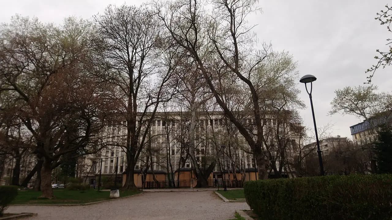 Вековна сива топола