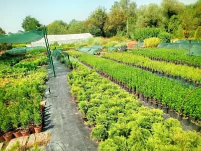 Hrasti.com разсадник Мария Папазова