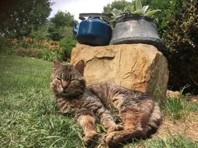 Wild Thyme Organic Farm & Eco Retreat