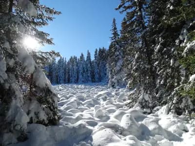 Хижа „Звездица“