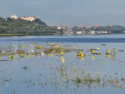 International Port Svishtov