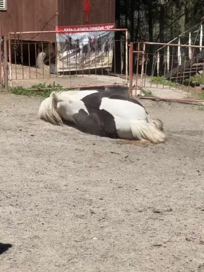 Horse Riding With Butch / Езда и конен туризъм Буч