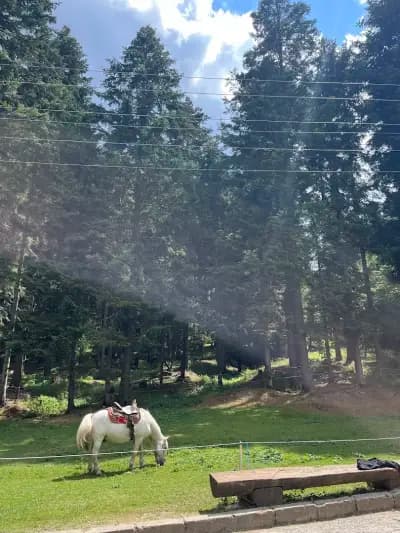 Horse Riding With Butch / Езда и конен туризъм Буч