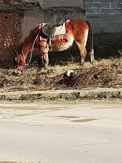 Езда с Тома / Horse Riding with Toma