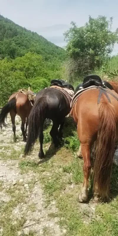 Езда с Тома / Horse Riding with Toma