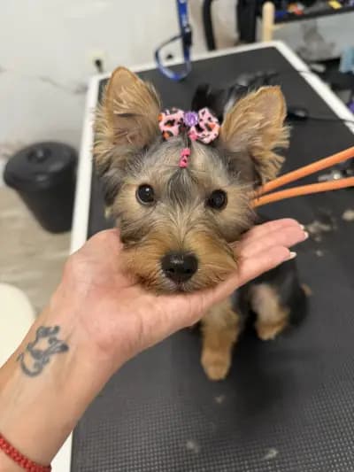 И/В Grooming Studio / Груминг Салон в Петрич