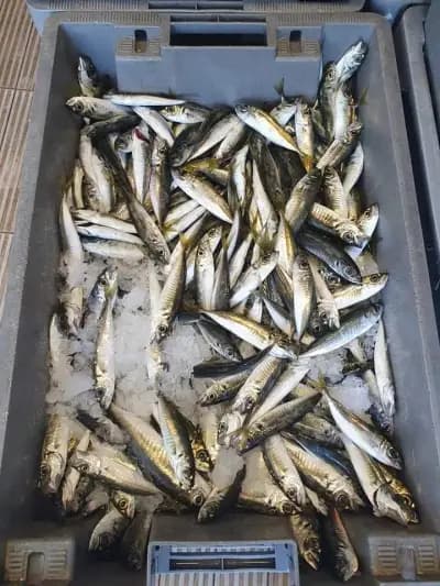 Fish&Grill Златна рибка