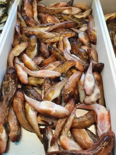 Fish&Grill Златна рибка
