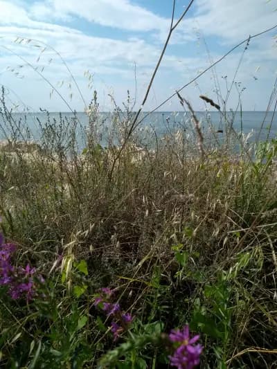 Albena Fish-Fish beach