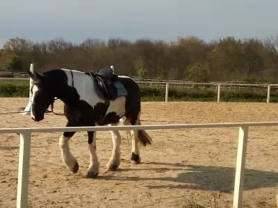 Royal Horse Club