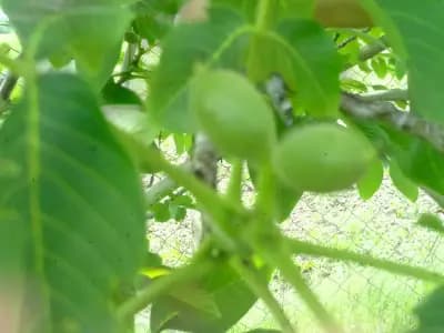 Био градини Алваново