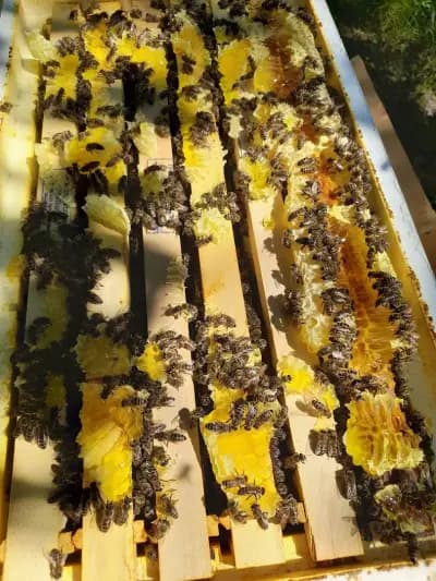 Мед и пчелни продукти Иван Гешев ( Organic Raw Honey)