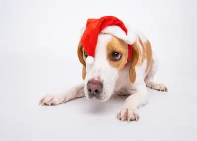 Best Friends Photography