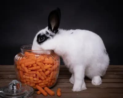 Best Friends Photography