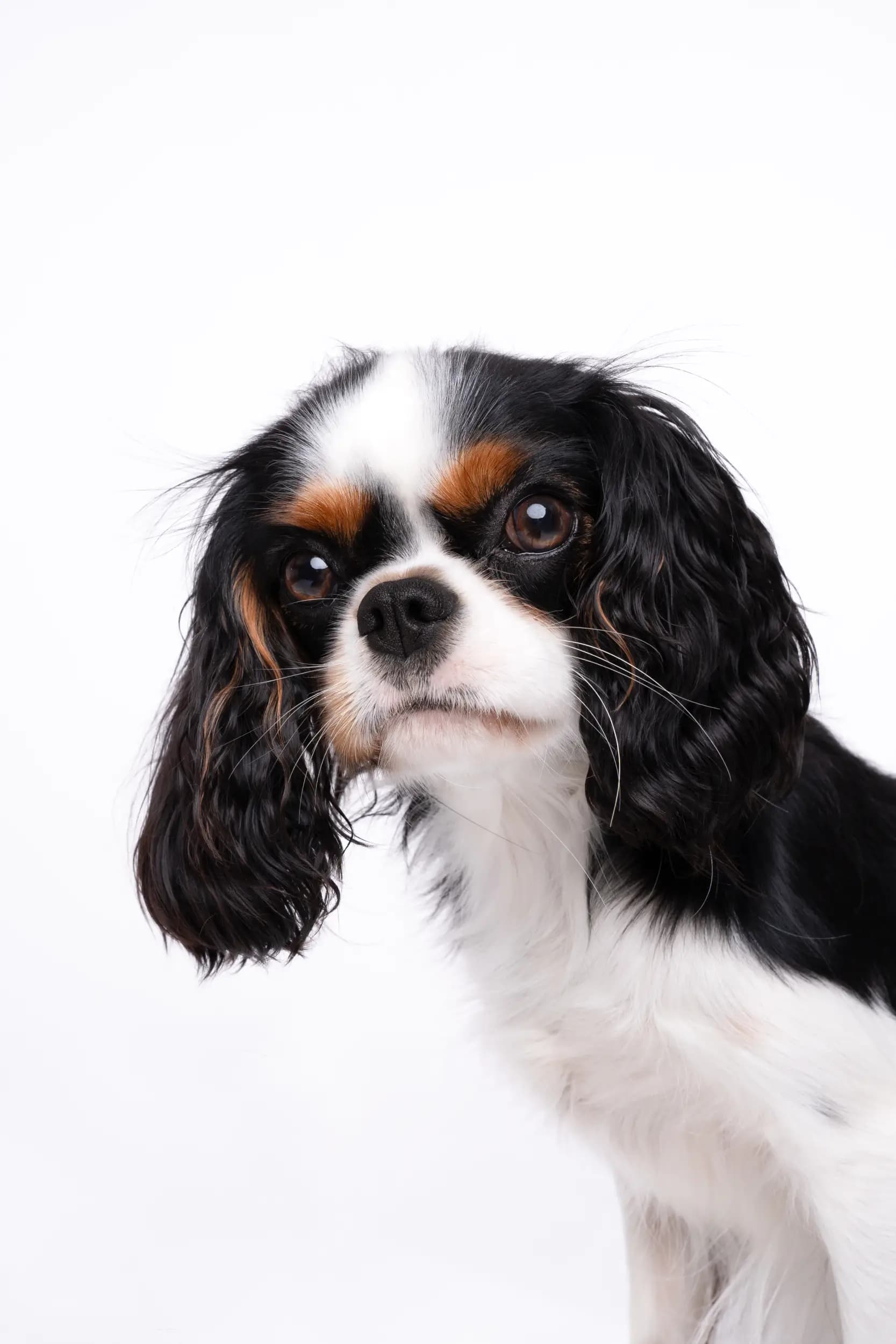 Best Friends Photography