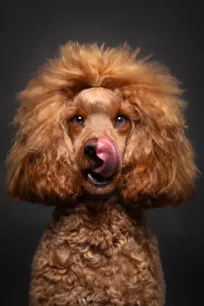 Best Friends Photography