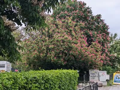 ERA Фамилия