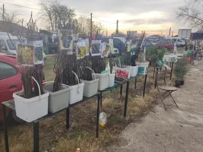 Общински Пазар Калояново