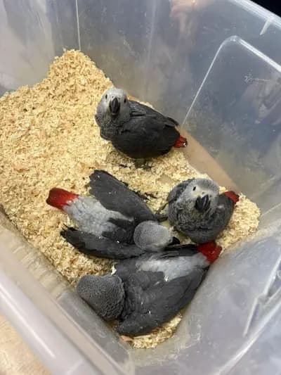 Зоомагазин Жако-Бургас