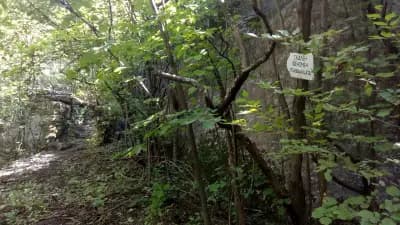 Кирека
