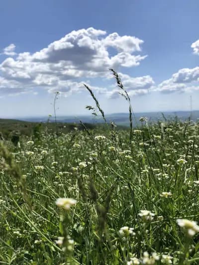 Природна забележителност "Добровански гъби"
