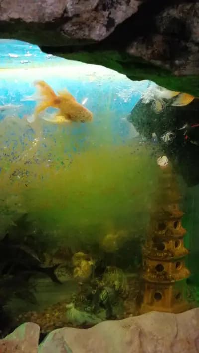 Китайски ресторант "Златен дракон"