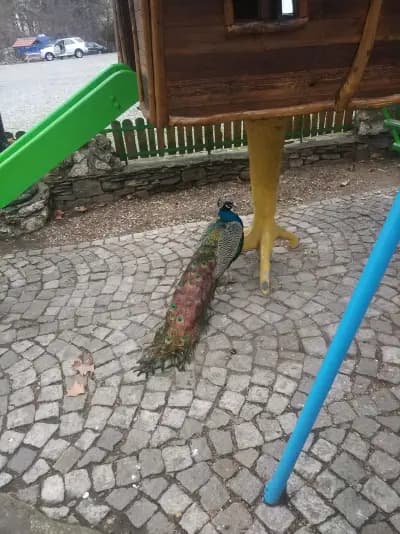 ГО грил