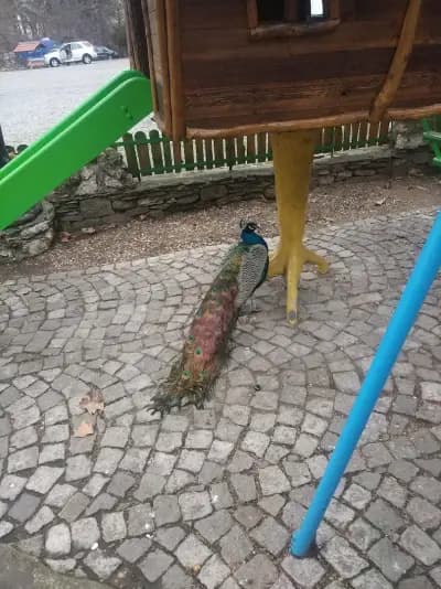 ГО грил