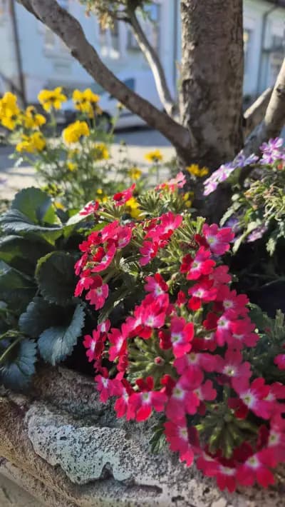 Ресторант "Соколови къщи"