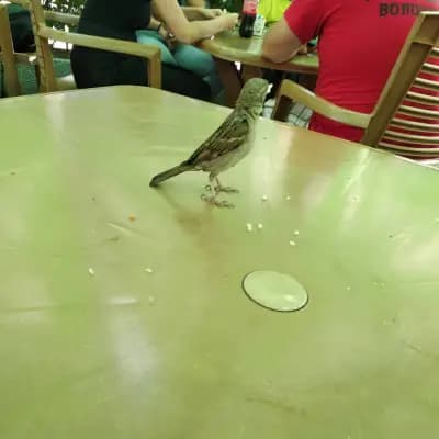 Restaurant Modul