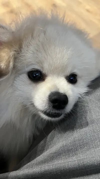 Ветеринарна клиника Dr. BOS