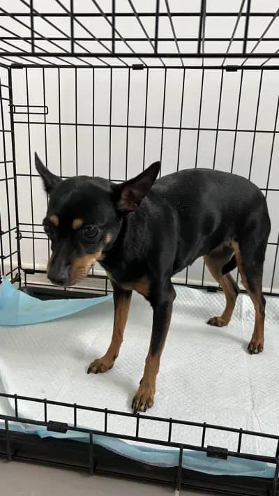 Ветеринарна клиника Dr. BOS