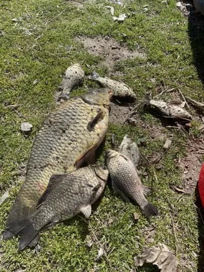 Рибарник ПРИ ИЛИЯ