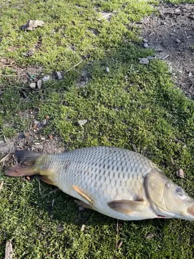 Рибарник ПРИ ИЛИЯ