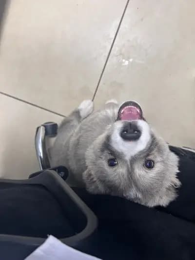 ВЕТЕРИНАРНА АМБУЛАТОРИЯ “ДОКТОР КОСТИ”