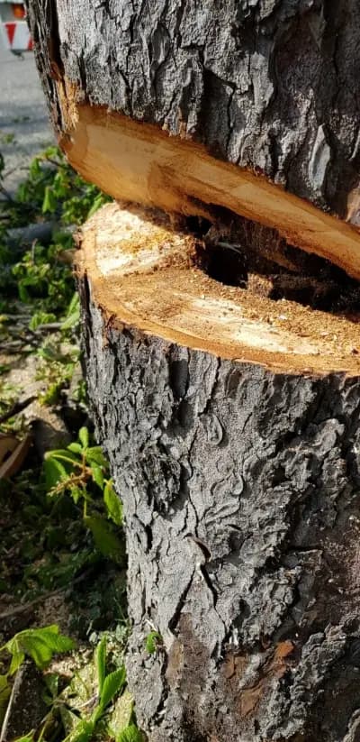 КОЛЕДЖИКОВ ЕООД