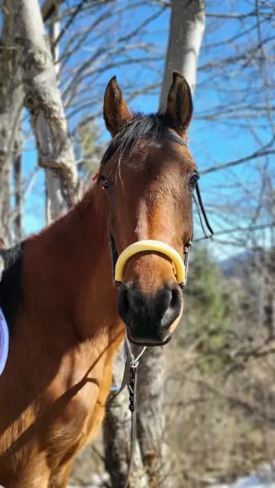 Езда "Боровец" / Horse Riding "Borovets"